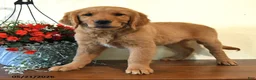 Golden Retriever dogs for sale: Ginger - Ad 1