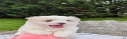 Maltese dogs for sale: Nick - Ad 18