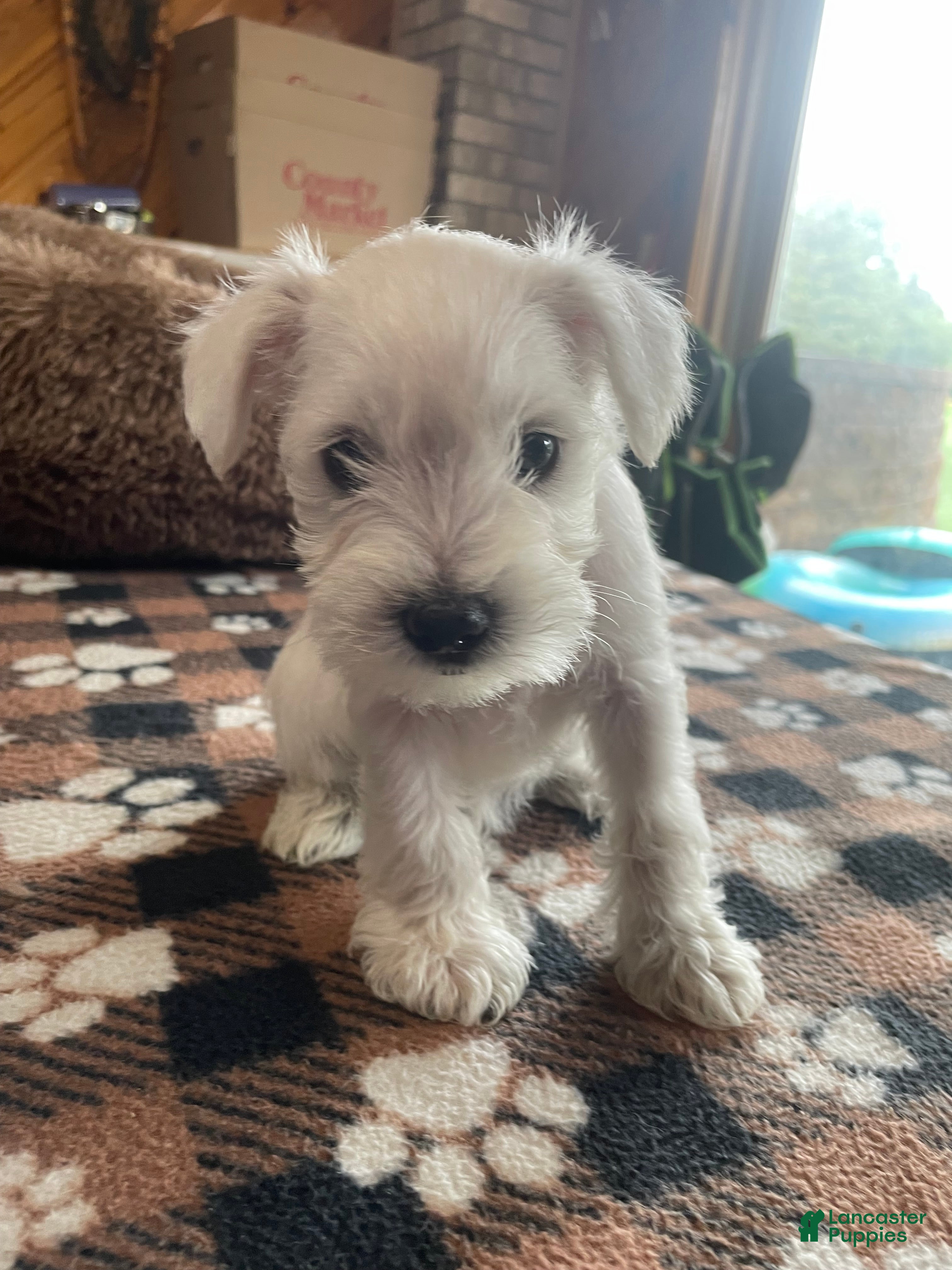 Miniature Schnauzer dogs for sale: Tamon - Ad 4