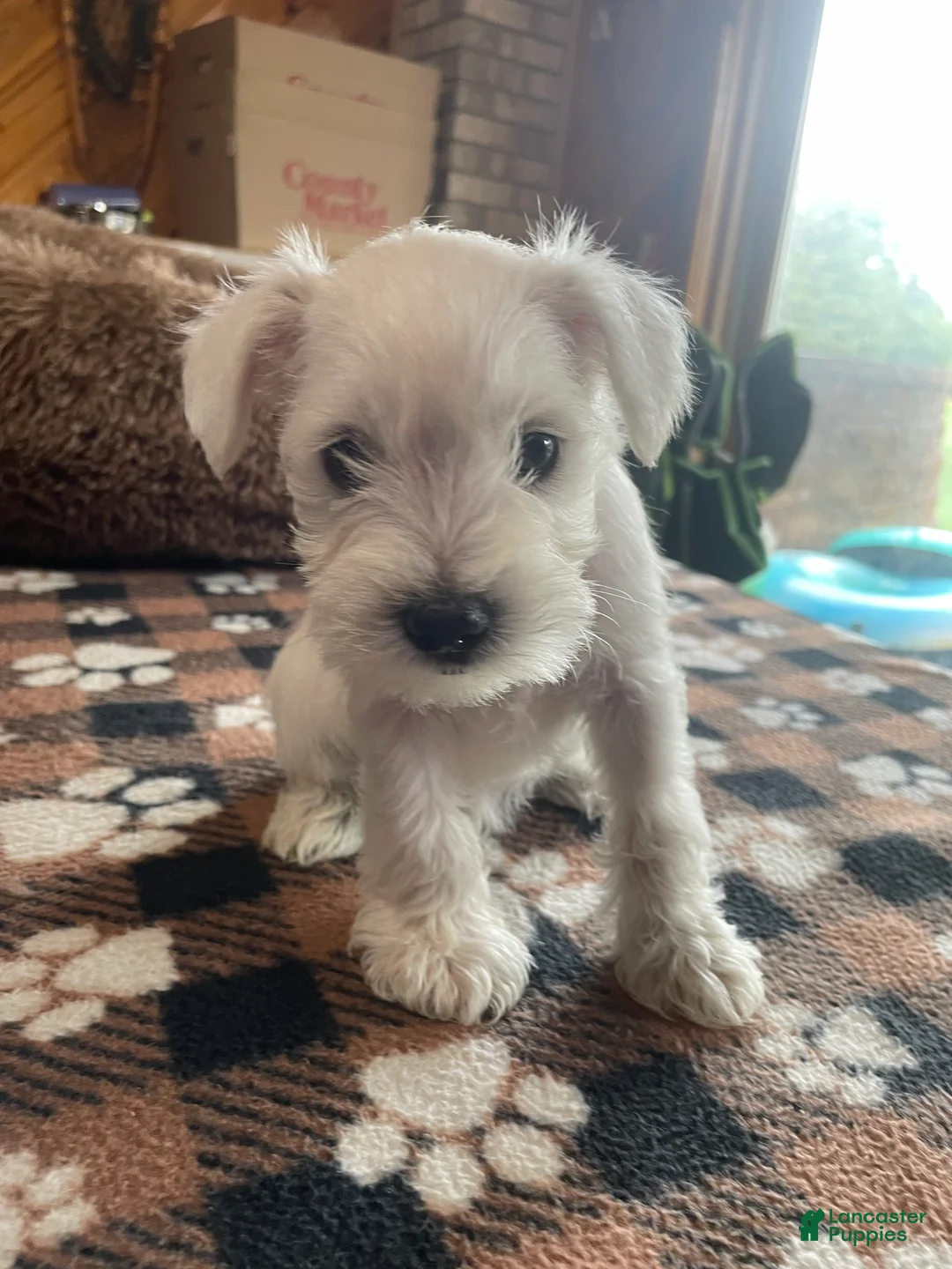 Miniature Schnauzer dogs for sale: Tamon - Ad 1