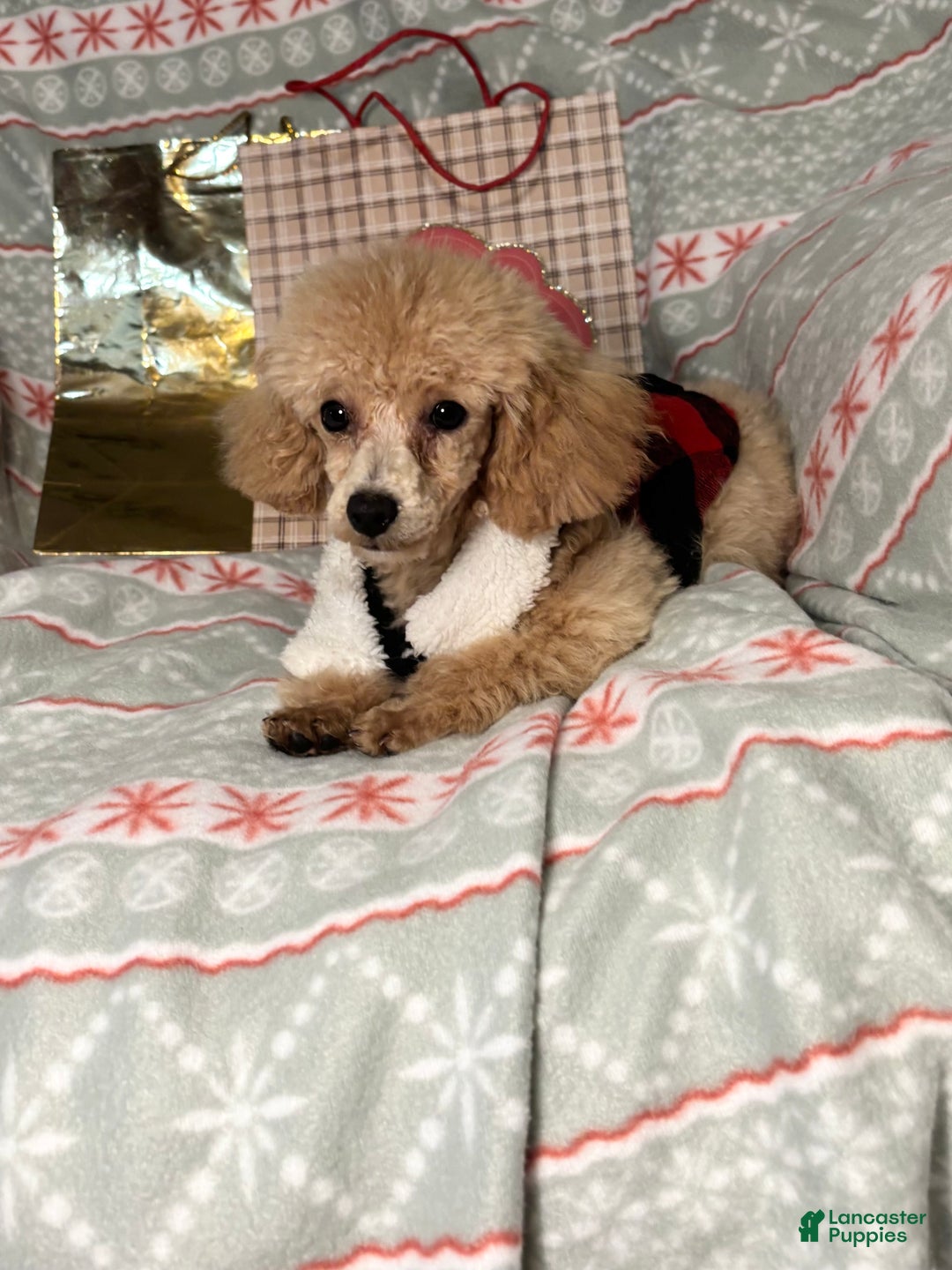 Toy Poodle dogs for sale: Yo-Yo - Ad 4