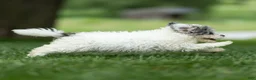 Maltipoo dogs for sale: Rex Maltipoo  - Ad 13
