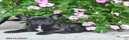 French Bulldog dogs for sale: Finn - Ad 4