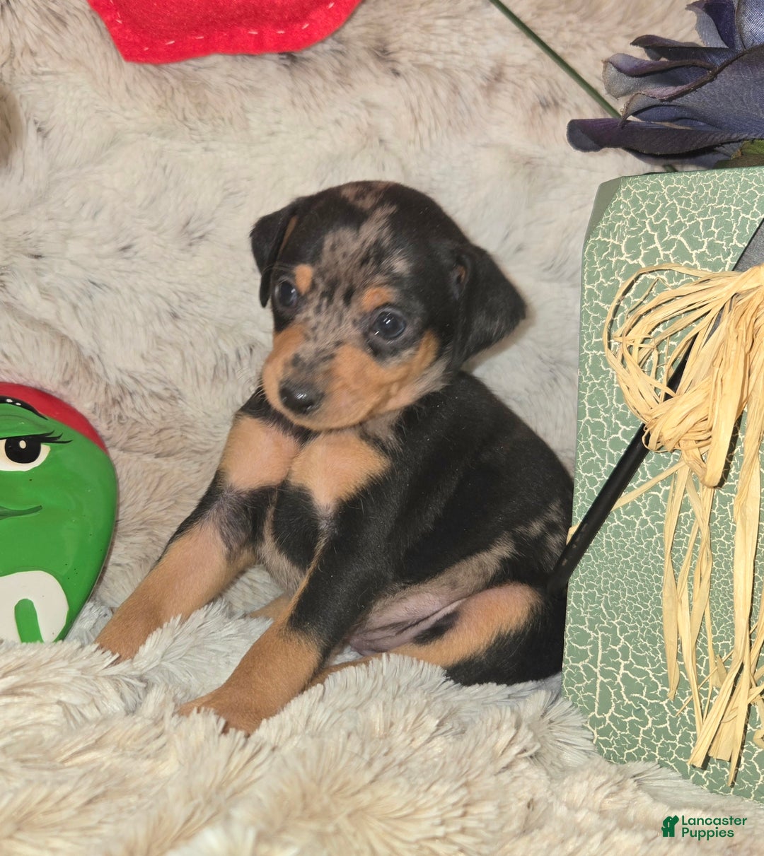 Miniature Pinscher dogs for sale: DeeDee black tan merle  - Ad 2