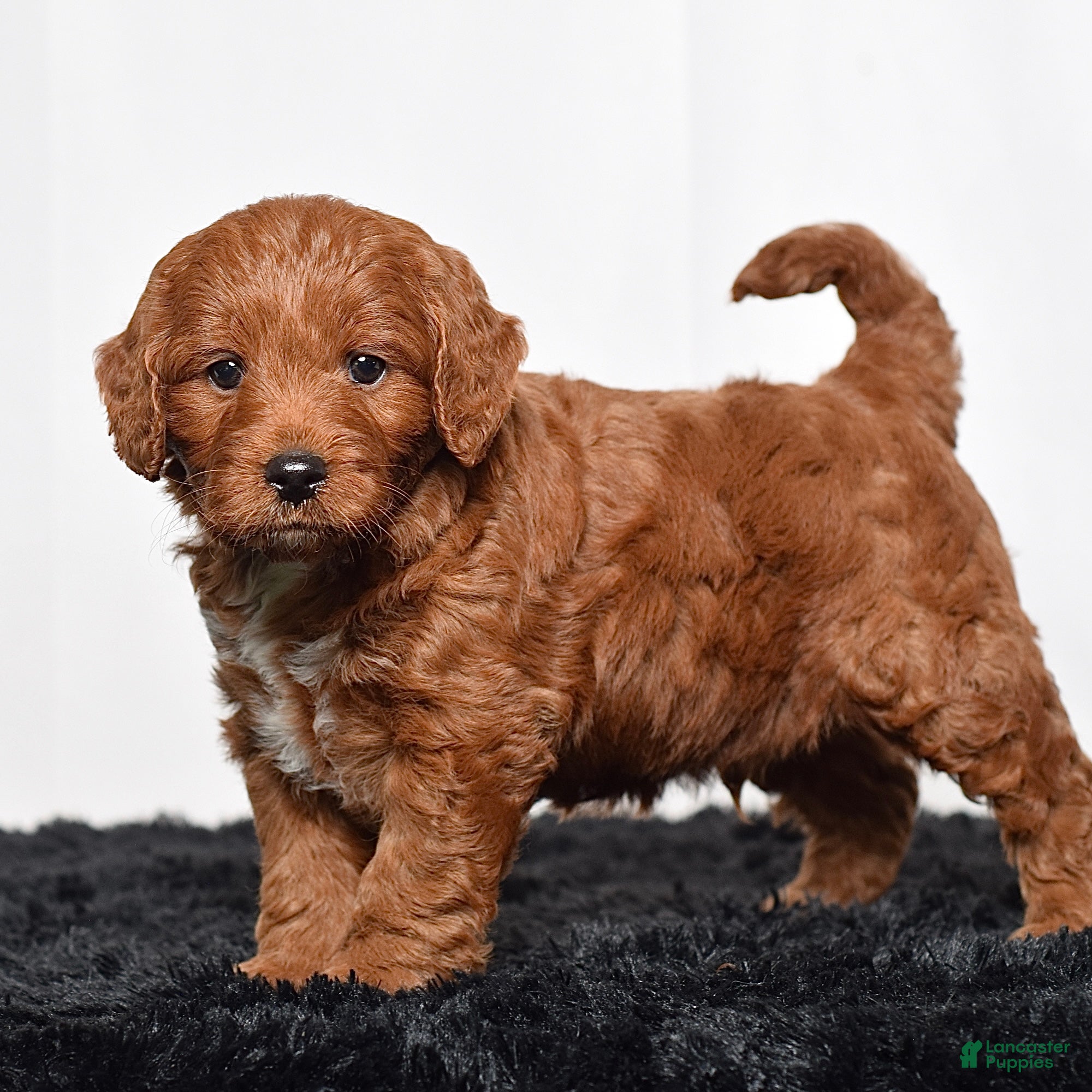 Mini Goldendoodle dogs for sale:  Memphis  - Ad 2