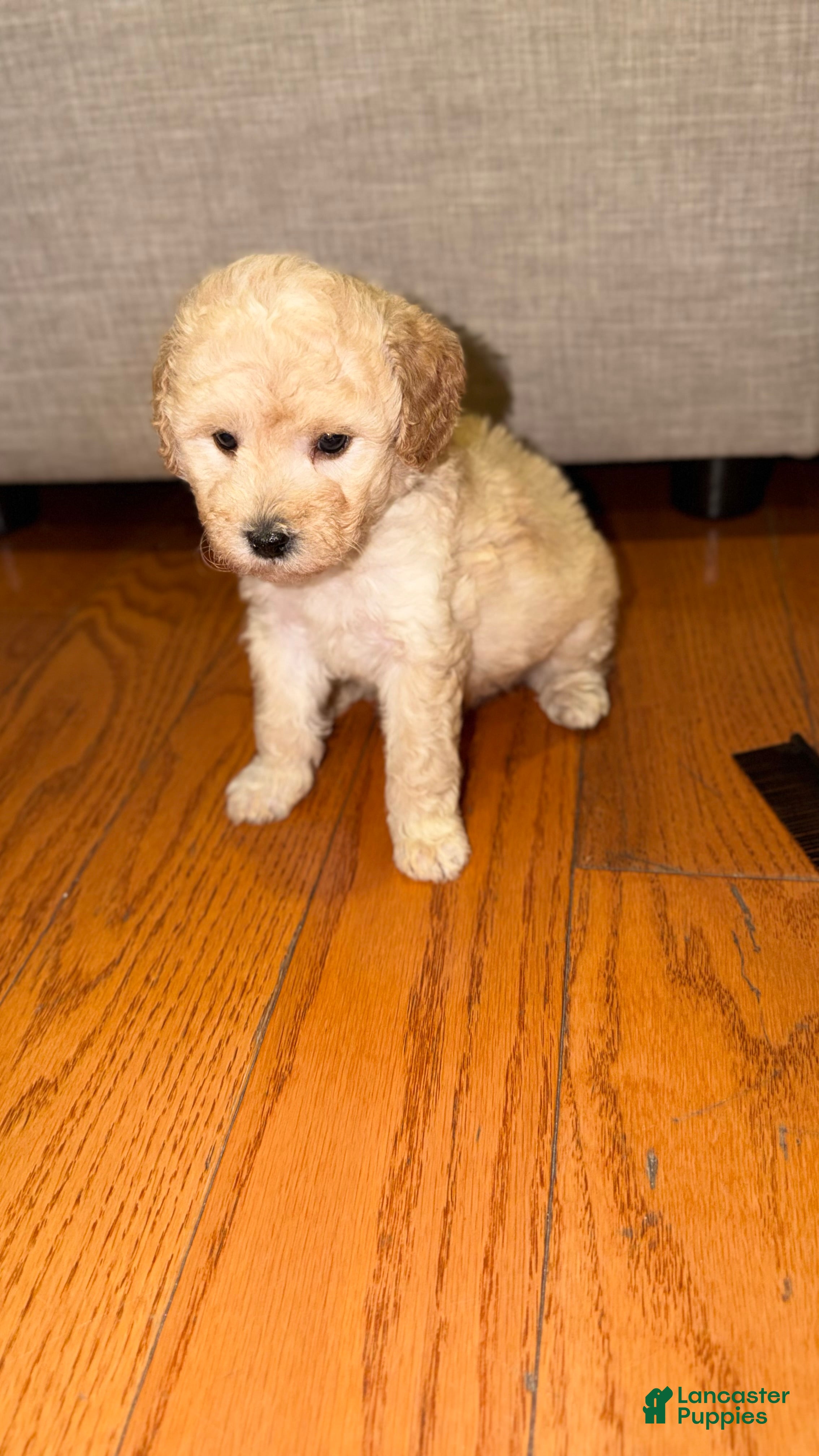 Mini Goldendoodle dogs Mini Goldendoodle Male Apricot Small - Ad 2