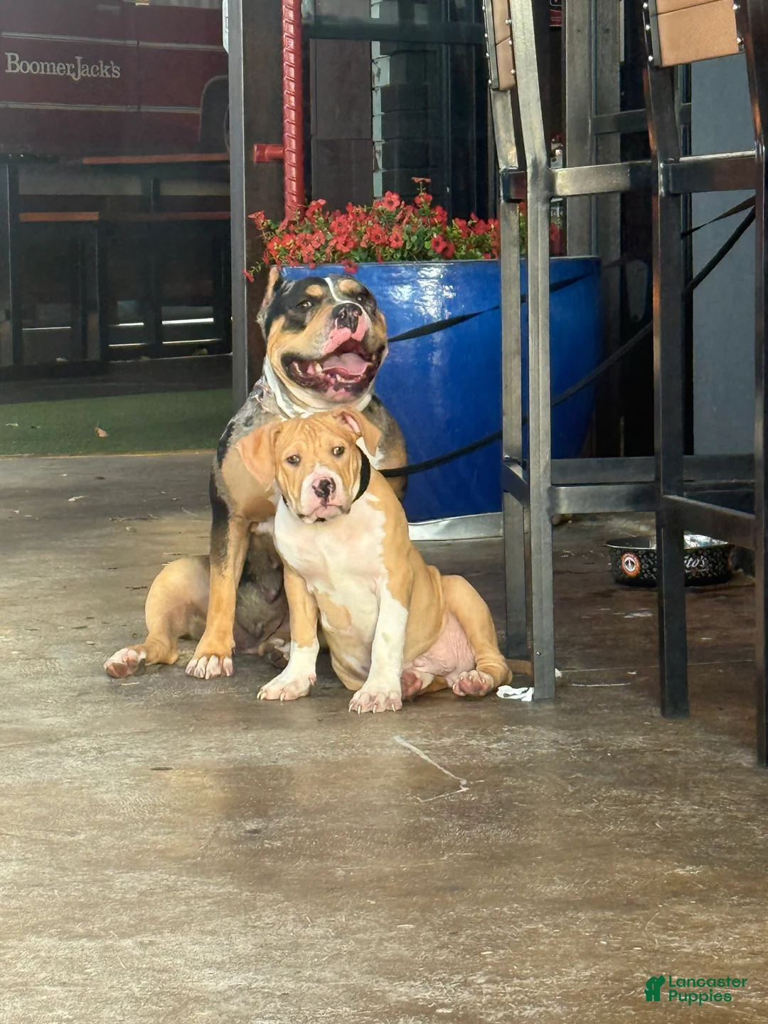 American Bully dogs for sale: American Bully 1 TANN - Ad 1