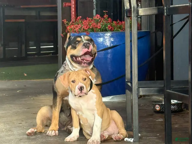 American Bully dogs for sale: American Bully 1 TANN - Ad 1