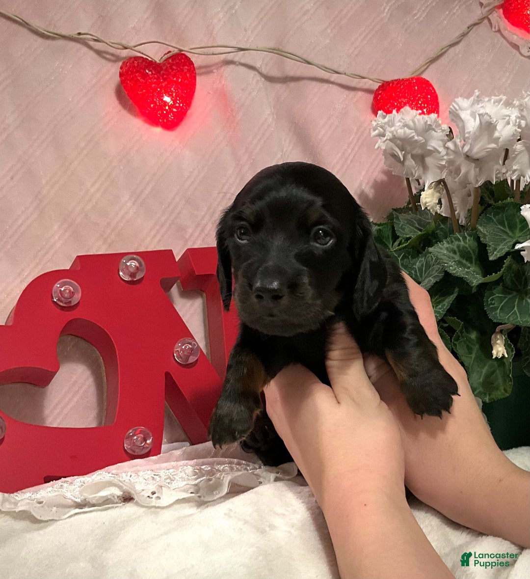 Miniature Dachshund dogs for sale: Leo - Ad 3