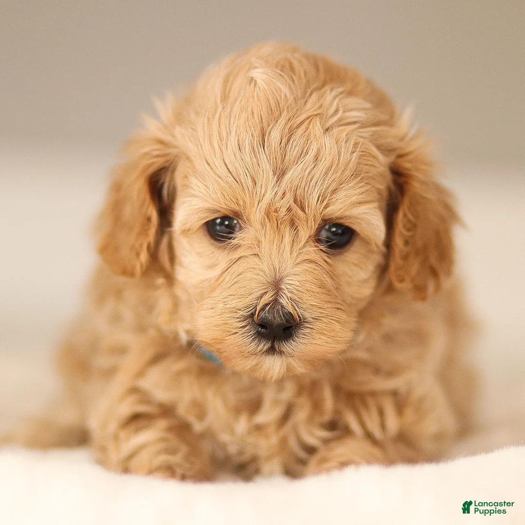 Maltipoo dogs for sale: Allie Maltipoo Puppy  - Ad 1