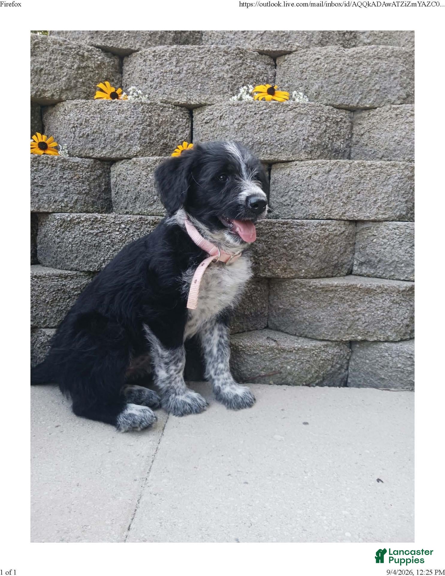 Mixed Breed dogs Spottie - Ad 2