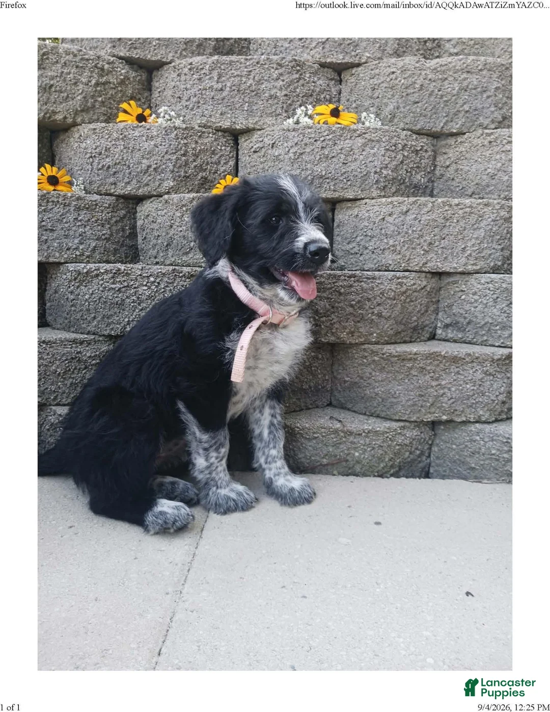 Mixed Breed dogs for sale: Spottie. - Ad 2