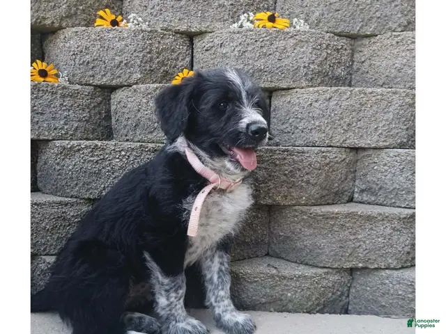 Mixed Breed dogs for sale: Spottie. - Ad 2