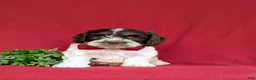 Cockapoo dogs for sale: Buddy - Ad 3