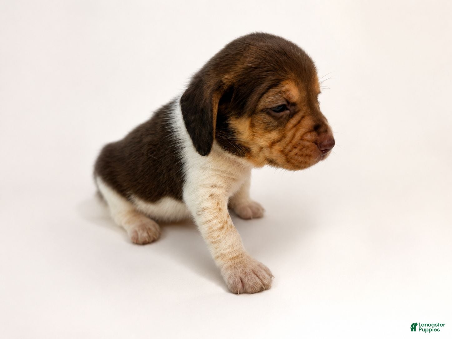 Beagle dogs Beagle 5 - Ad 2