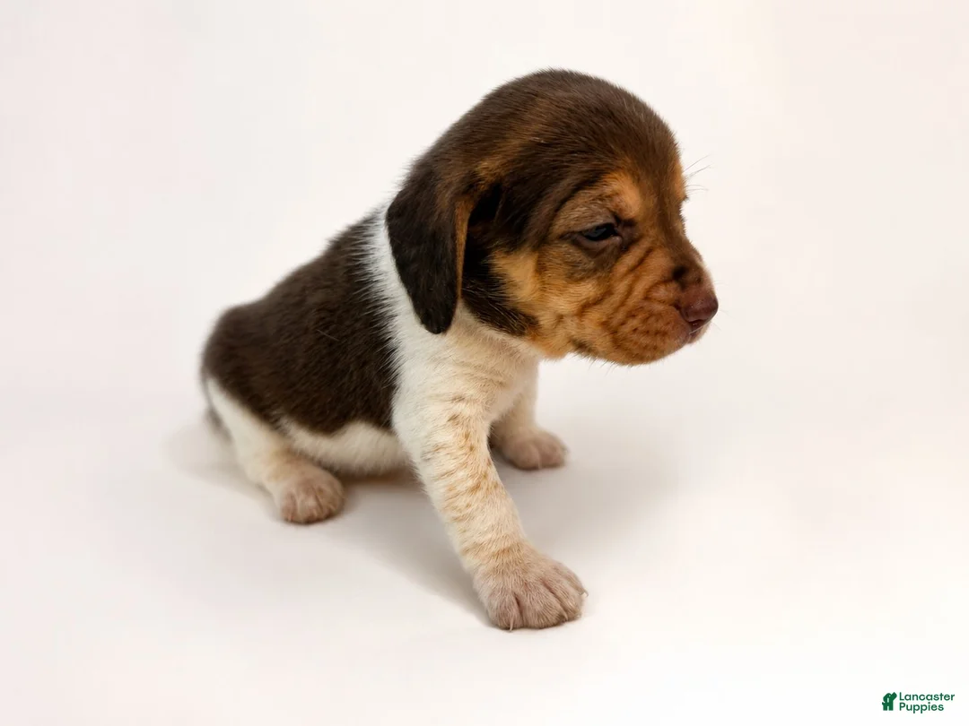 Beagle dogs for sale: Beagle 5 - Ad 2