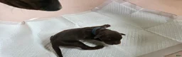 Doberman Pinscher dogs for sale: Doberman Pinscher Puppy 1 - Ad 5