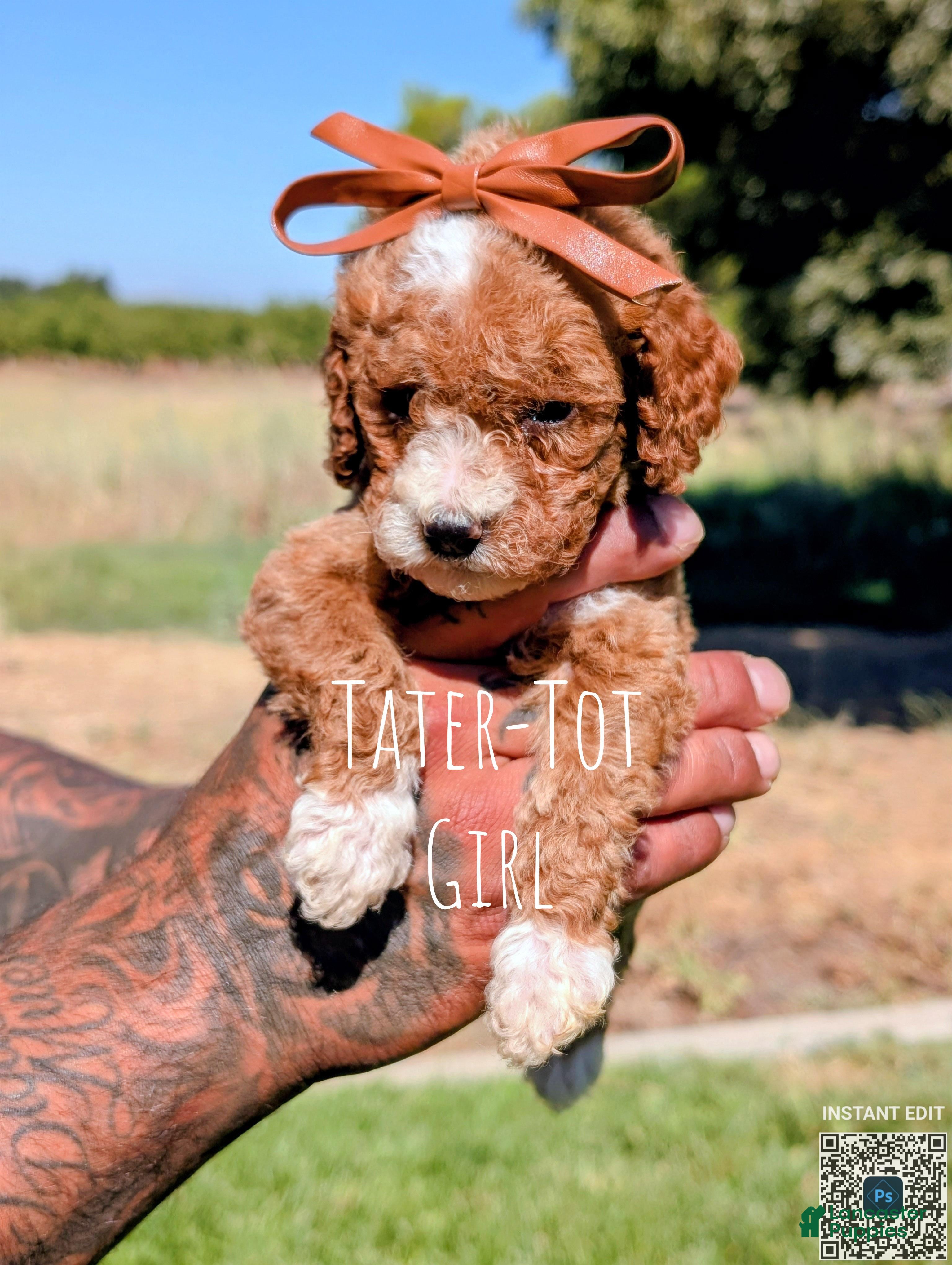 Cavapoo dogs Tater tot - Ad 1