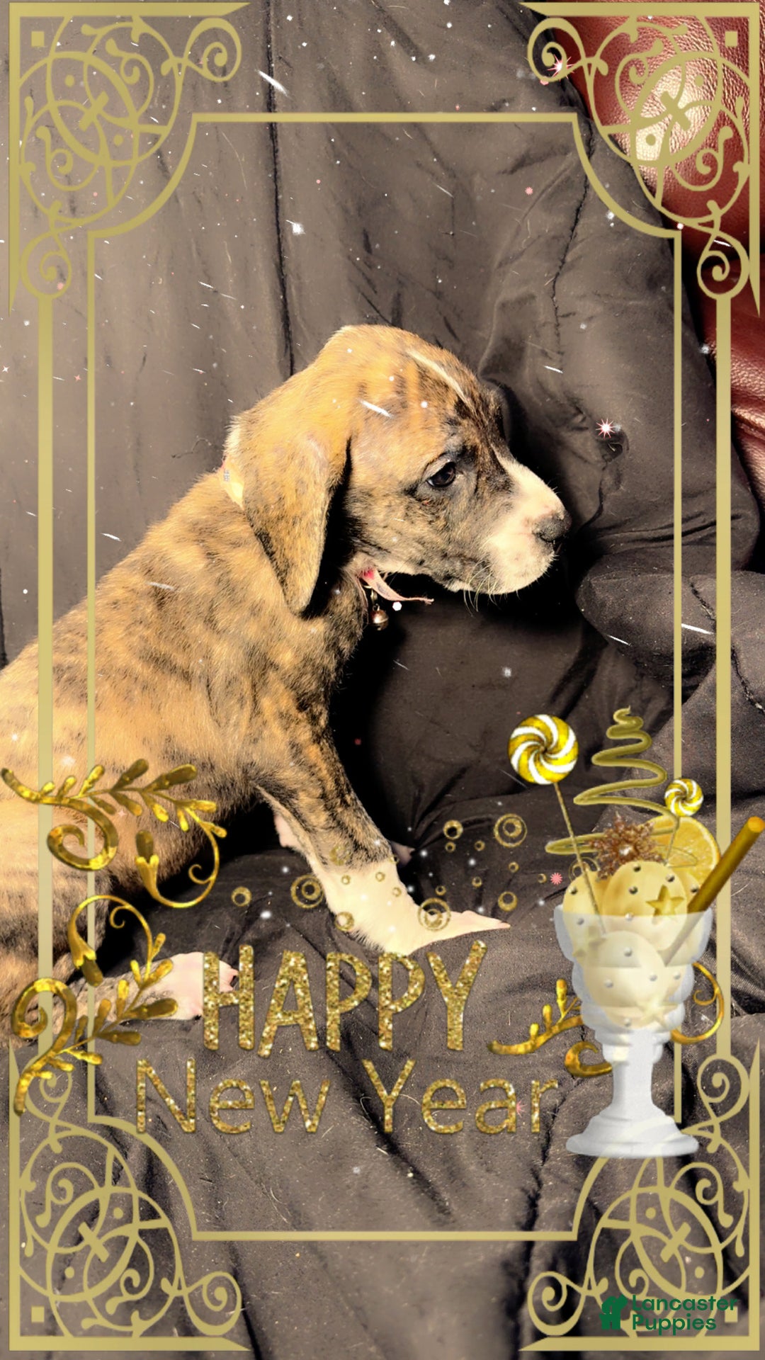 Great Dane dogs for sale: Izzy - Ad 3