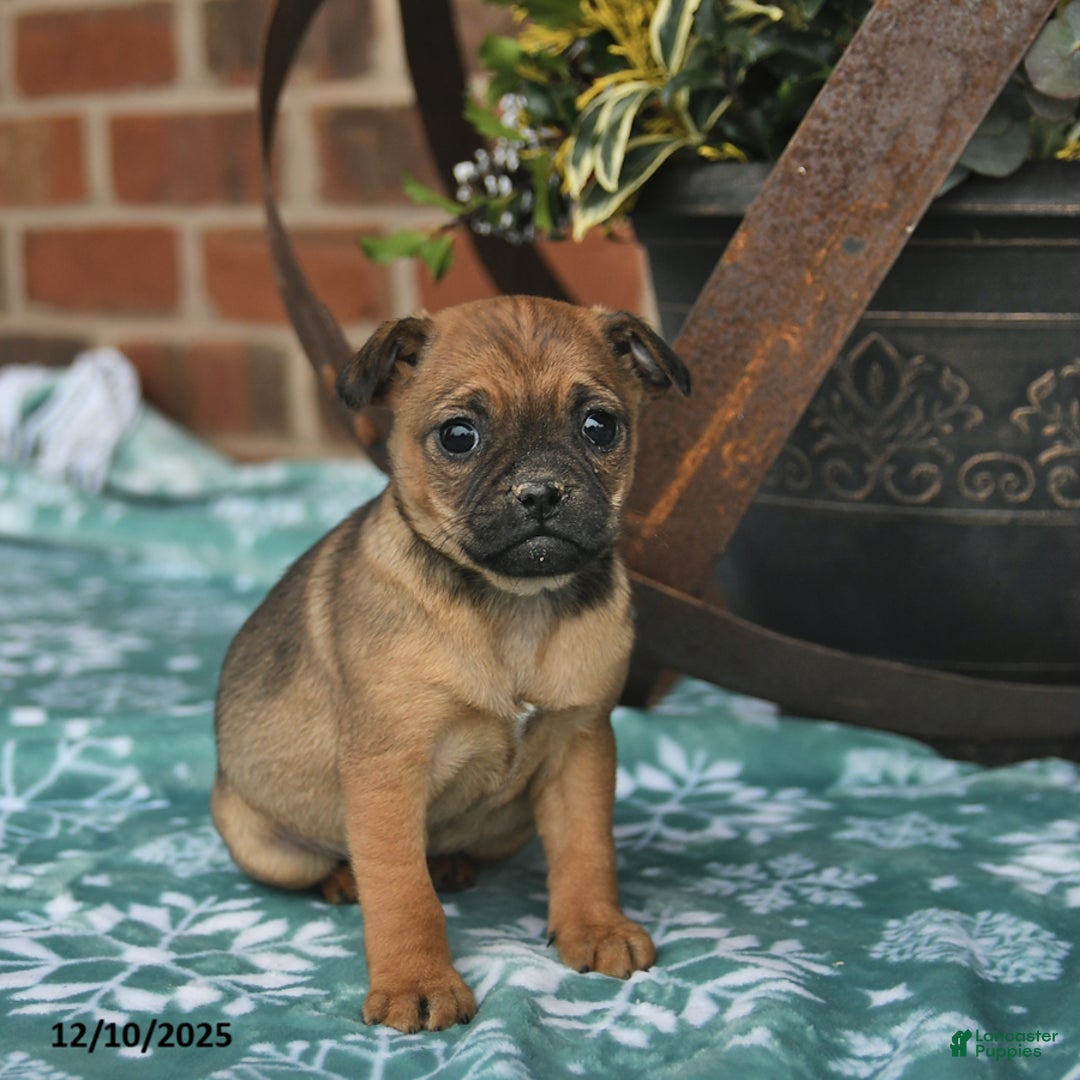 Jug dogs for sale: Twinkle  - Ad 3