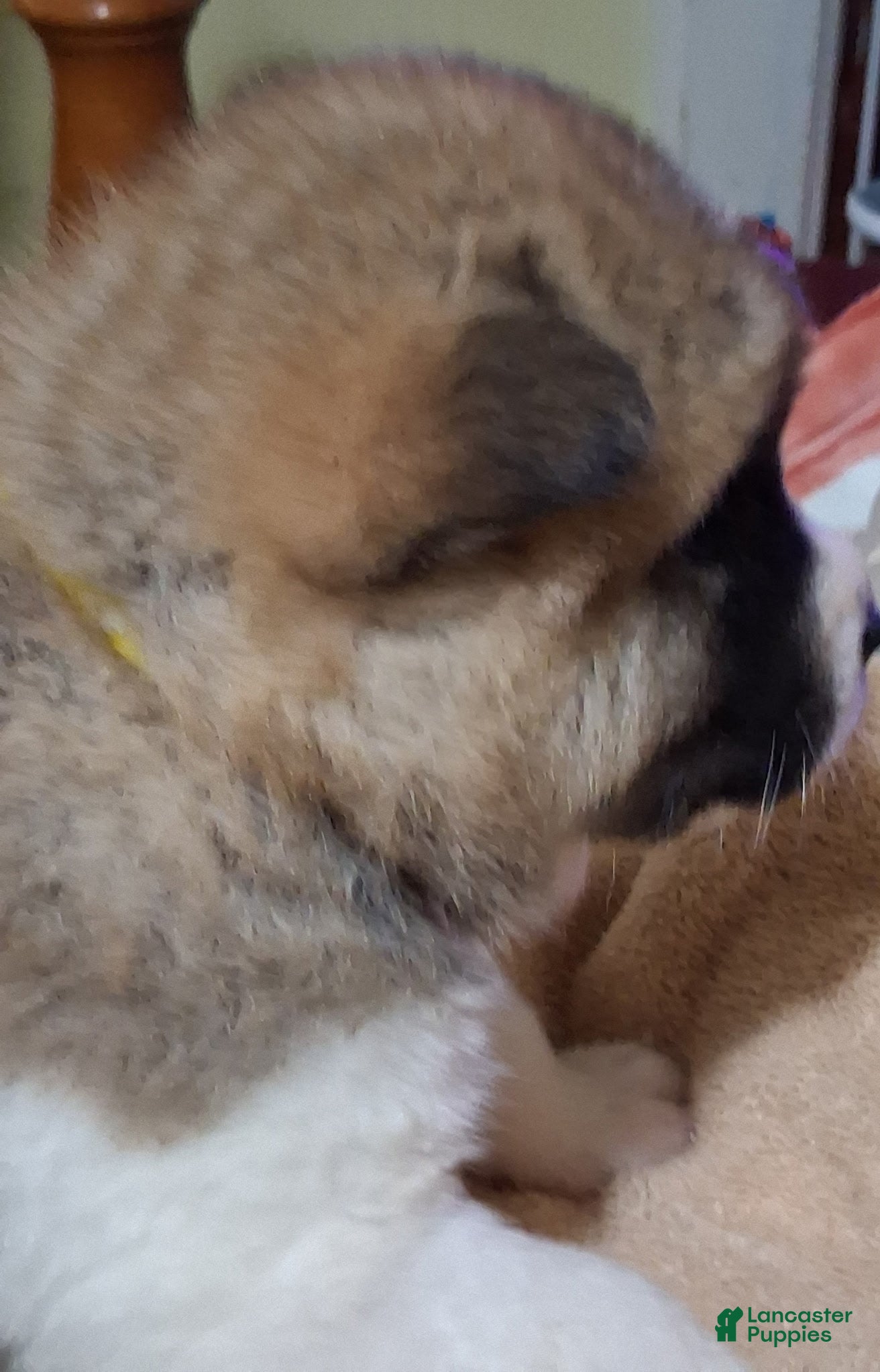 Akita dogs  Ginko - Ad 2