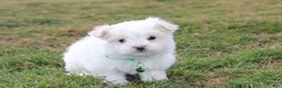Maltese dogs for sale: Benny  - Ad 5