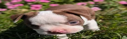 Boston Terrier dogs for sale: Cherry - Ad 4