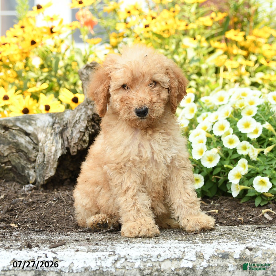 Mini Goldendoodle dogs Tressa - Ad 2