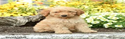 Mini Goldendoodle dogs for sale: Tressa - Ad 2