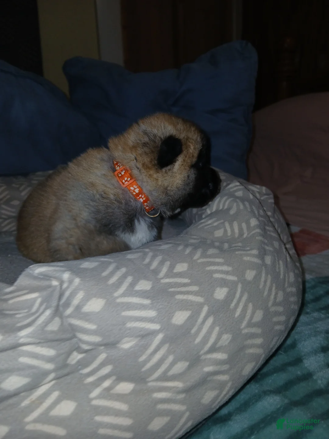 Akita dogs for sale: Sycamore  - Ad 2