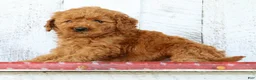 Mini Goldendoodle dogs for sale: Kimmy - Ad 5