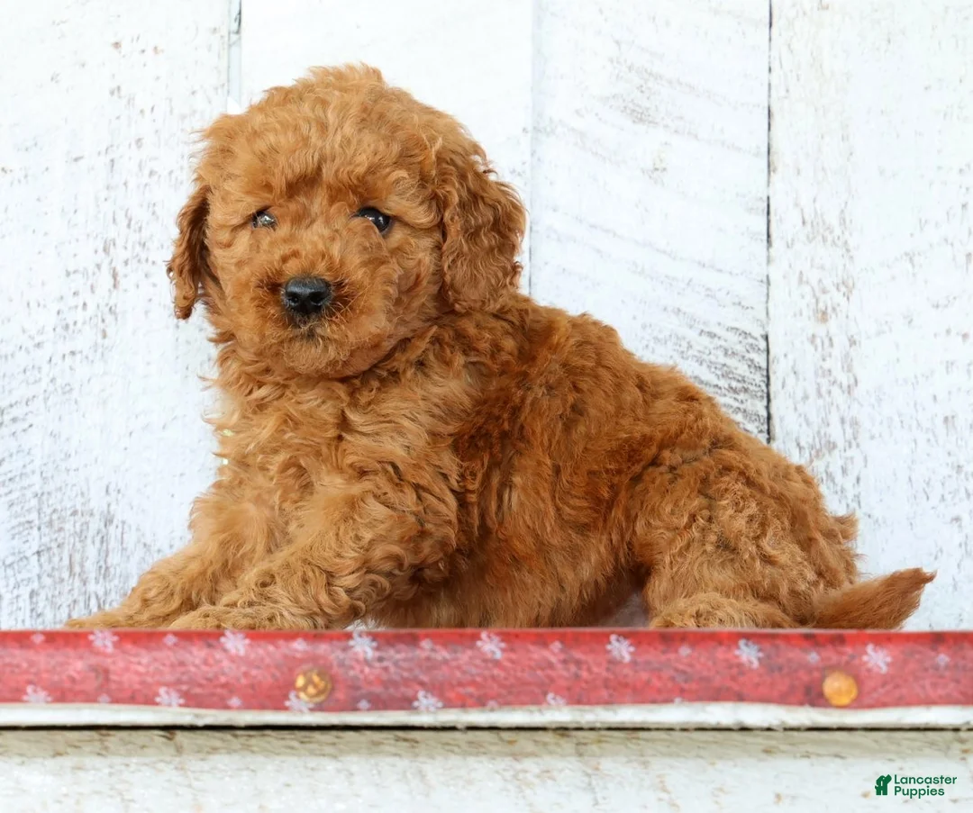 Mini Goldendoodle dogs for sale: Kimmy - Ad 5