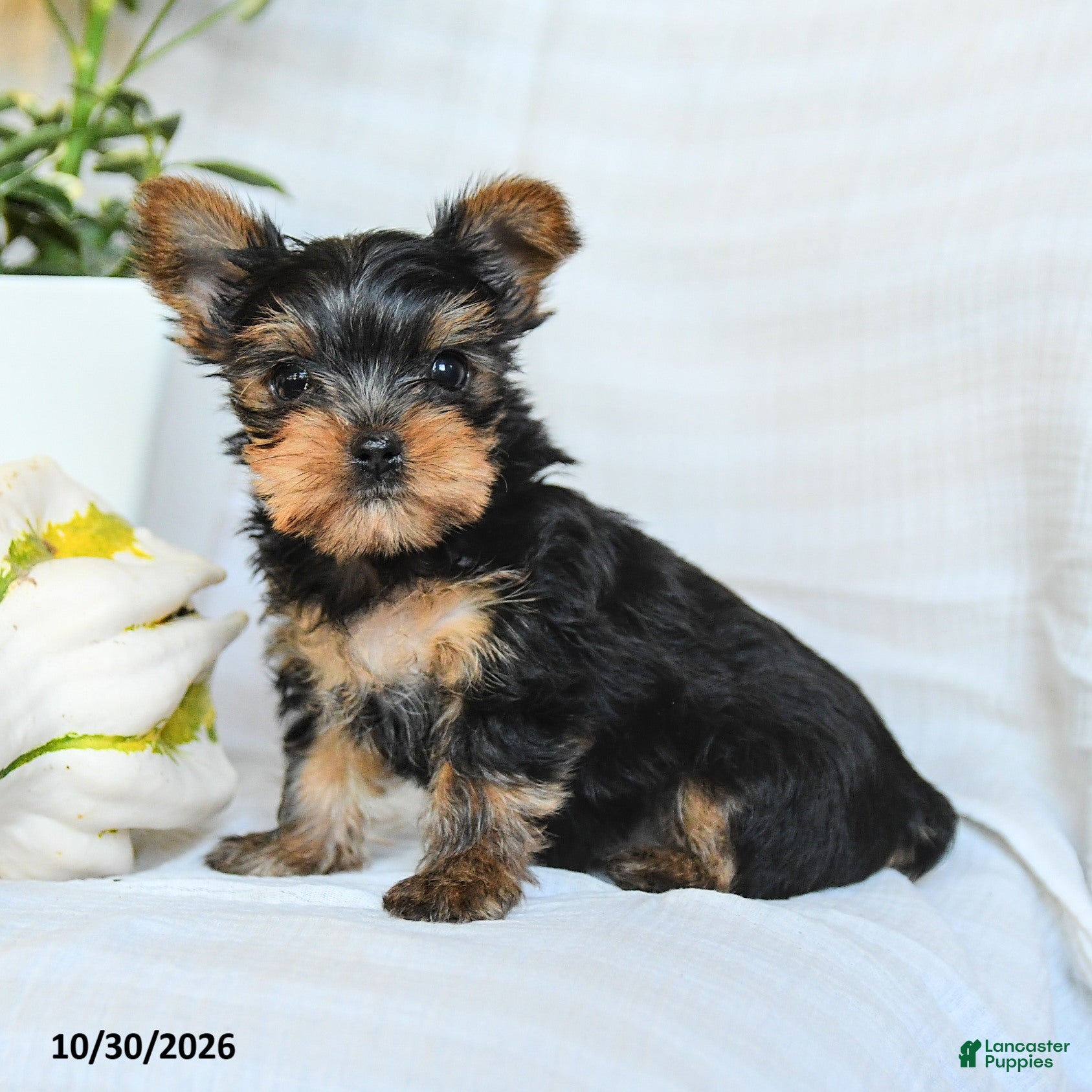 Yorkshire Terrier dogs for sale: Pixie - Ad 2