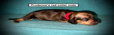 AKC Prudence's Red Collar Male