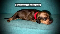 AKC Prudence's Red Collar Male