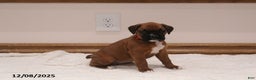 Boxer dogs for sale: Stella - Ad 2