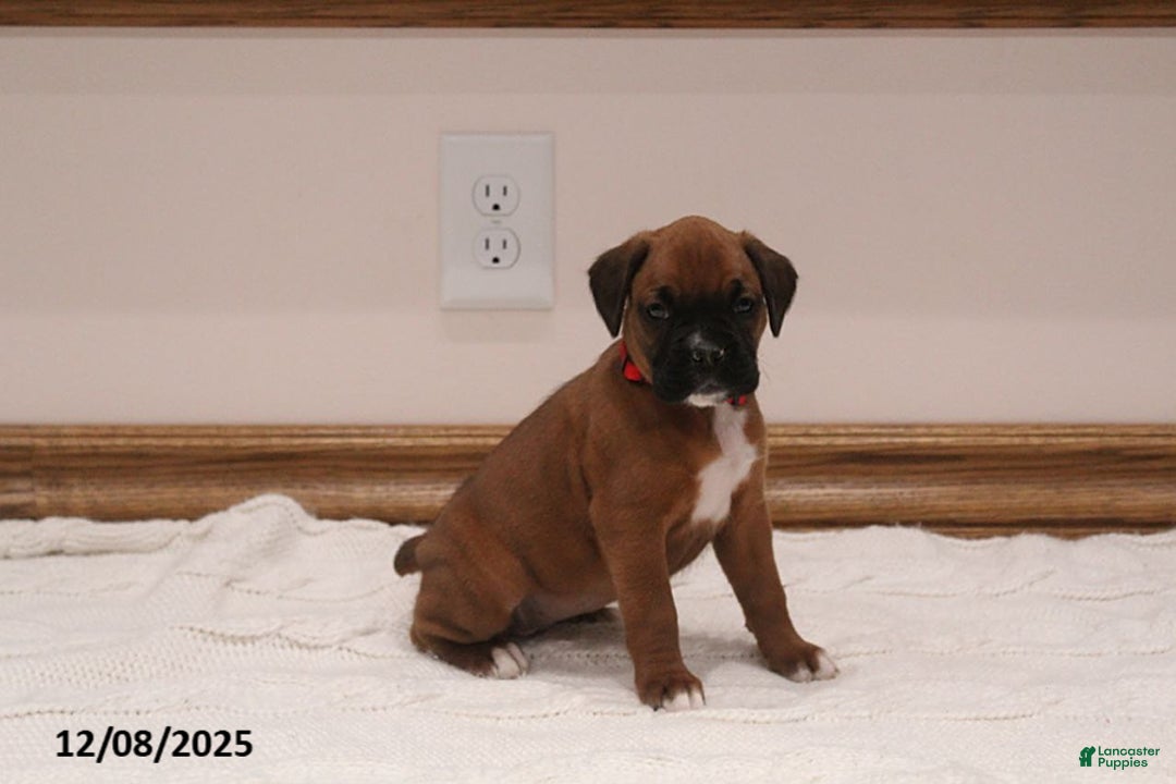 Boxer dogs for sale: Stella - Ad 2