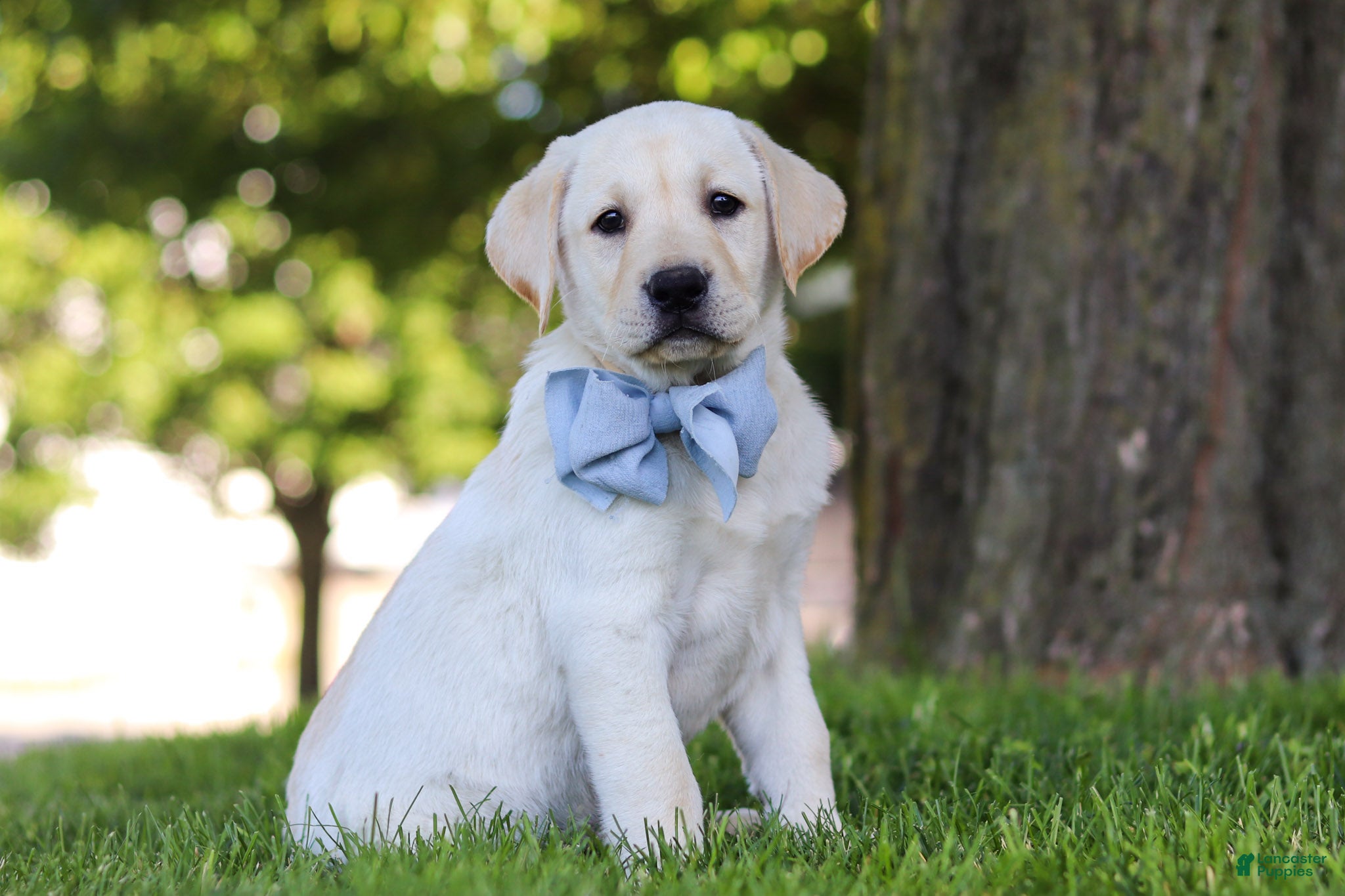Labrador Retriever dogs for sale: Bert - Ad 3