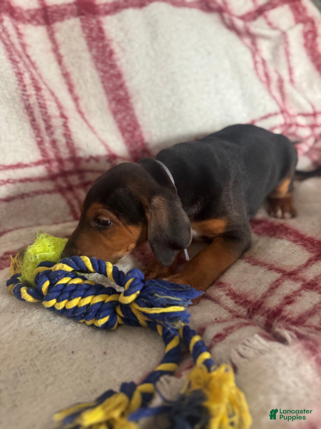 Mixed Breed dogs for sale: Mixed Breed Puppy 4 - Ad 18