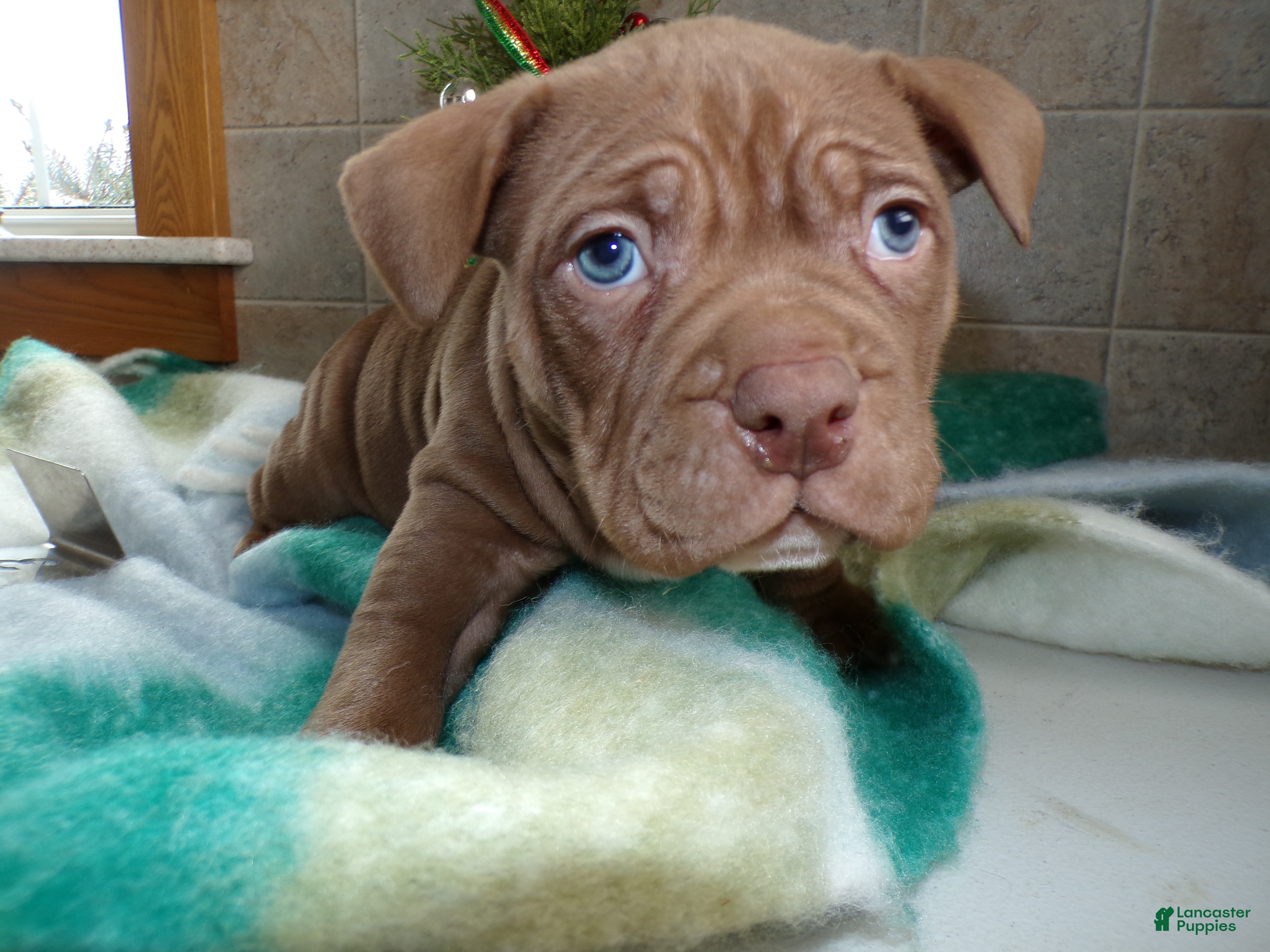American Bully dogs American Bully Puppy 3 Brick - Ad 25