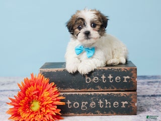 Teddy Bear dogs Carter - Ad 33