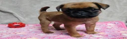 Brussels Griffon dogs for sale: Brussels Griffon  - Ad 3
