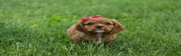 Cavalier King Charles Spaniel dogs for sale: Mocha 🐶✨ - Ad 14