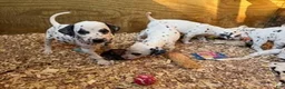 Dalmatian dogs for sale: Male 1 - Ad 8