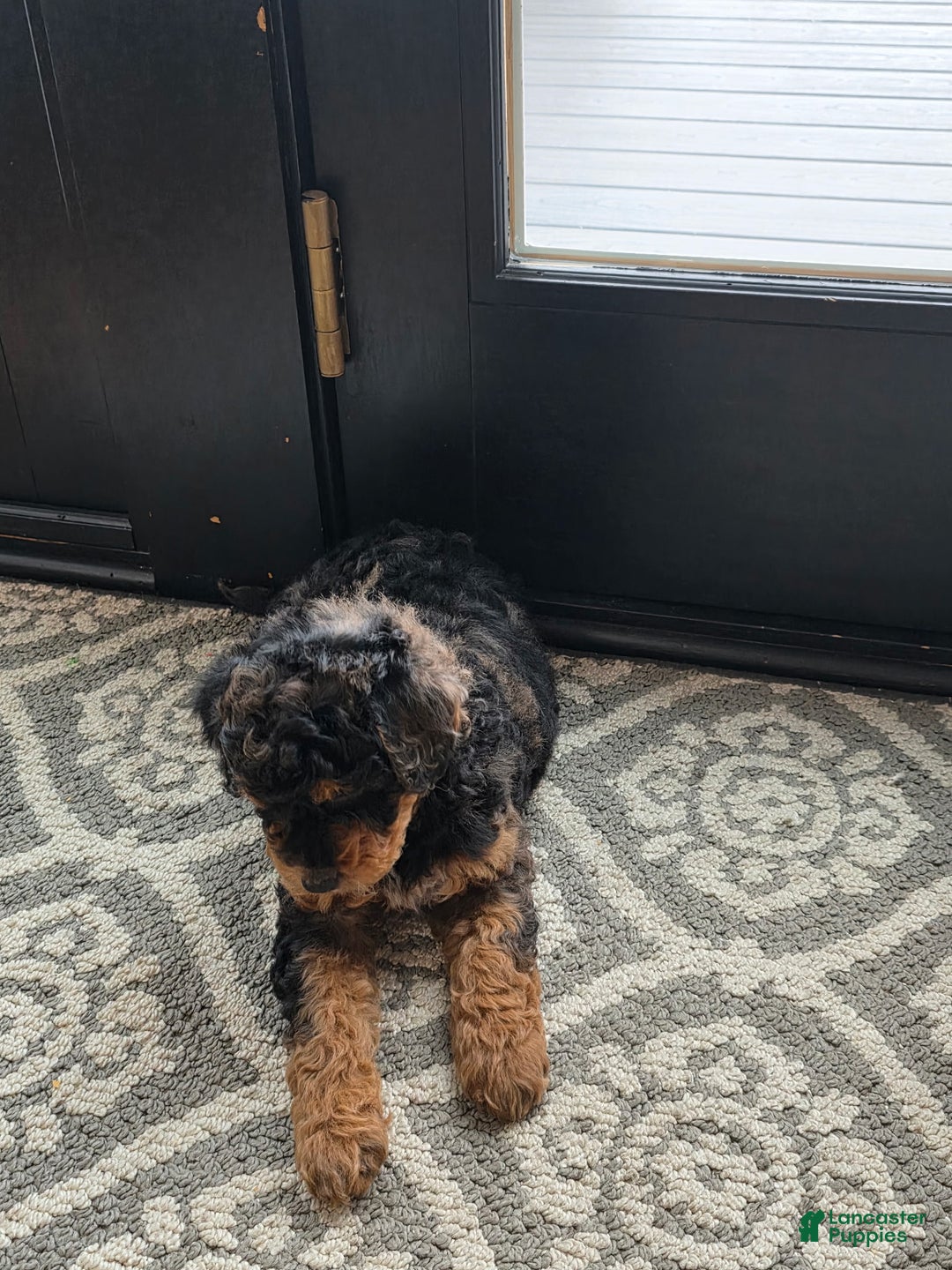 Mini Goldendoodle dogs for sale: Zoe - Ad 3