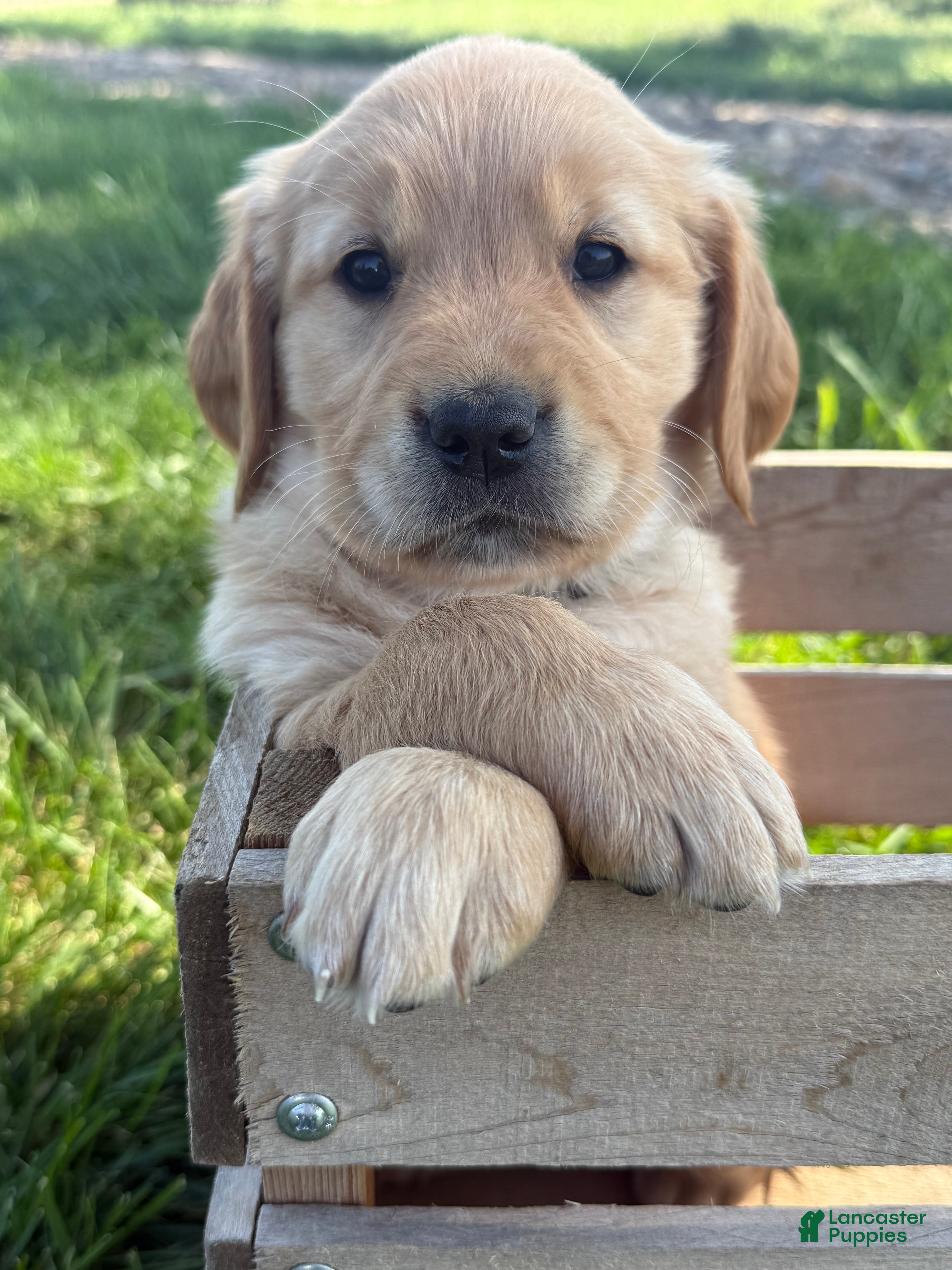 Golden Retriever dogs White Collar  - Ad 12