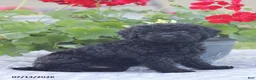 Miniature Poodle dogs for sale: Norm - Ad 10