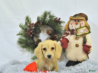 Miniature Dachshund dogs - Ad 29