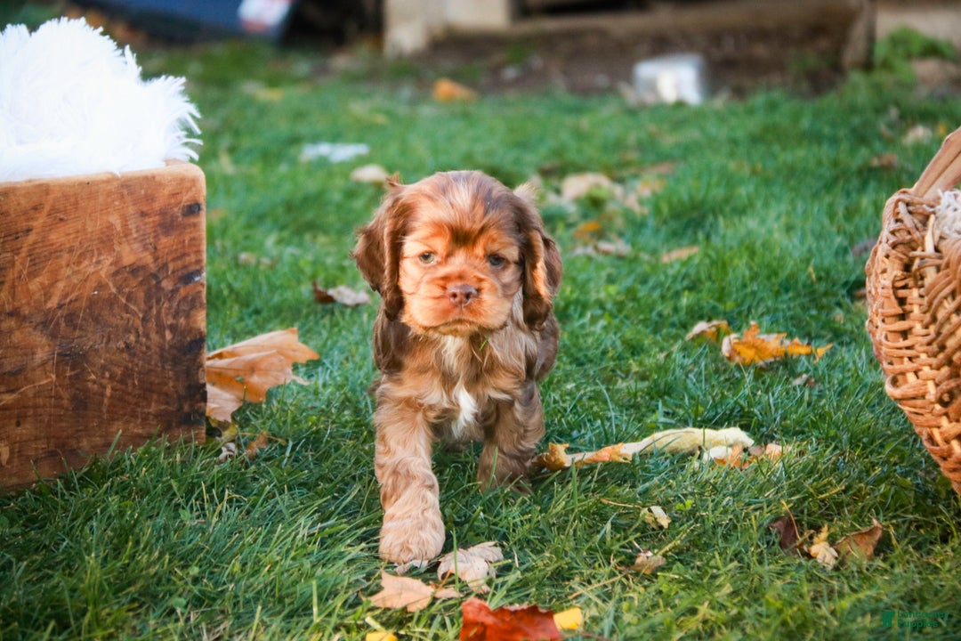 Cocker Spaniel dogs for sale: Avery - Ad 9