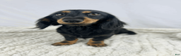 Miniature Dachshund dogs for sale: Strawberry - Ad 9